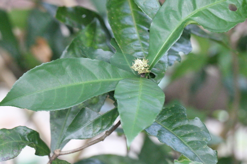 Hance's croton (Croton hancei)