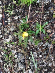 Chamaecrista deeringiana