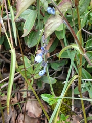 Salvia helianthemifolia