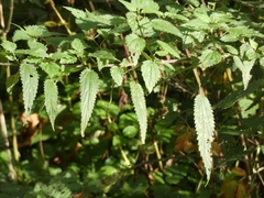 Urtica galeopsifolia
