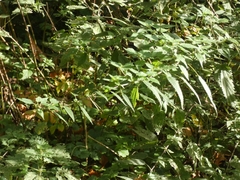 Urtica galeopsifolia