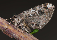 Stamnodes albiapicata