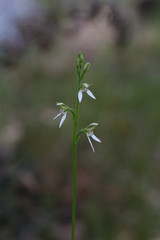 Eriochilus dilatatus