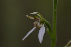 Eriochilus dilatatus