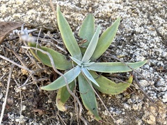 Dudleya nubigena