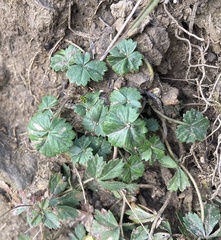 Potentilla sterilis