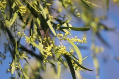Terminalia grandiflora