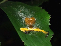 Phrynarachne ceylonica