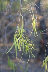 Terminalia grandiflora
