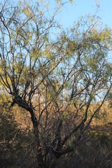 Terminalia grandiflora