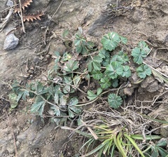Potentilla sterilis