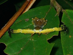 Phrynarachne ceylonica