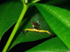 Phrynarachne ceylonica