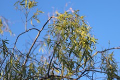 Terminalia grandiflora