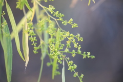 Terminalia grandiflora