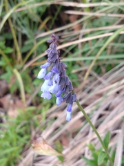 Salvia helianthemifolia
