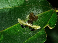 Phrynarachne ceylonica