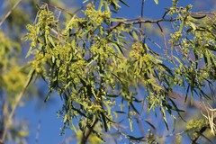 Terminalia grandiflora
