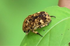 Protaetia chaminadei