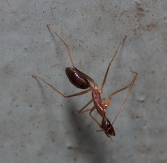 Camponotus mitis