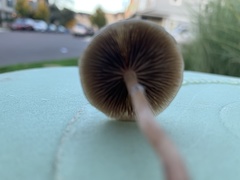 Psilocybe stuntzii