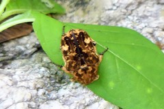 Protaetia chaminadei