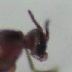 Lestremiinae