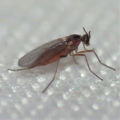 Lestremiinae
