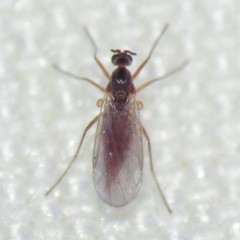 Lestremiinae