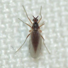 Lestremiinae