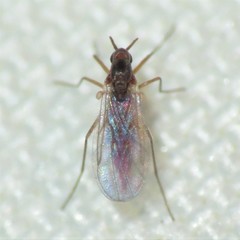 Lestremiinae