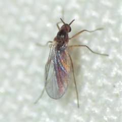 Lestremiinae