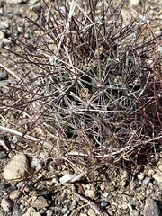 Sclerocactus polyancistrus