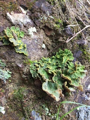 Crocodia