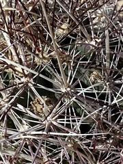 Sclerocactus polyancistrus
