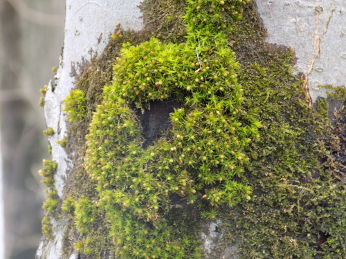 Orthotrichum stellatum