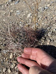 Sclerocactus polyancistrus