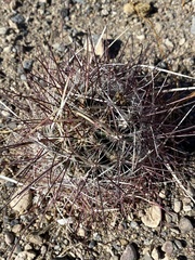 Sclerocactus polyancistrus