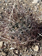 Sclerocactus polyancistrus