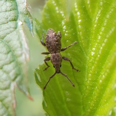 Ecrizothis inaequalis