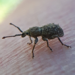 Ecrizothis inaequalis