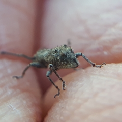 Ecrizothis inaequalis