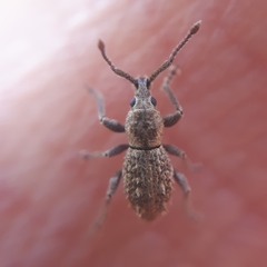 Ecrizothis inaequalis