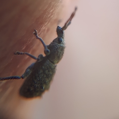 Ecrizothis inaequalis