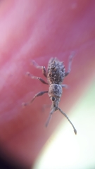 Ecrizothis inaequalis