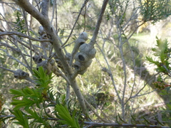 Melaleuca decussata