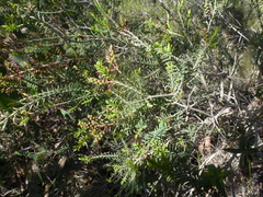 Melaleuca decussata