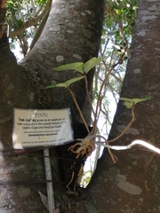 Dermatobotrys saundersii