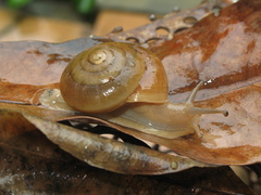 Quantula striata
