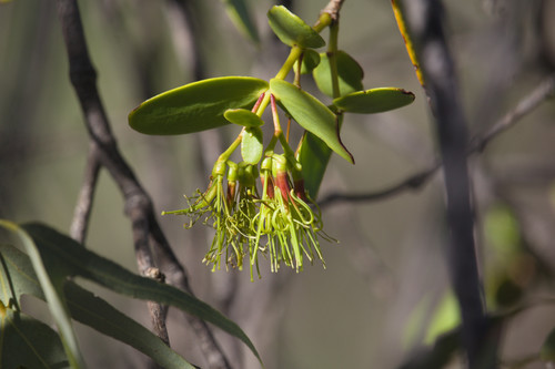 Amyema benthamii (Amyema benthamii)